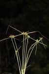 American halfchaff sedge